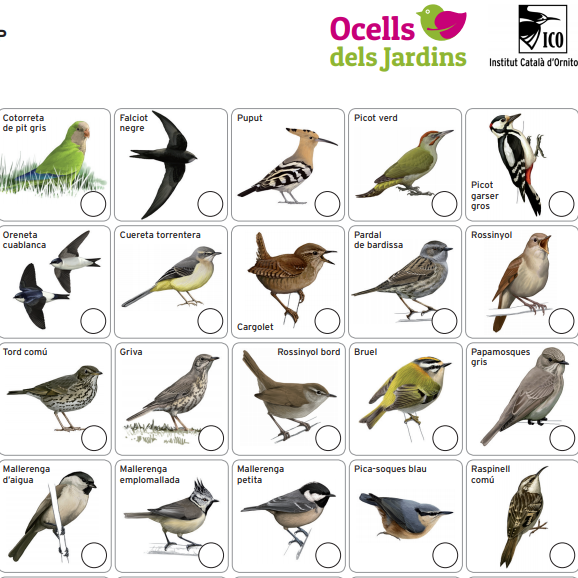 ICOcells's tweet photo. Aquest cap de setmana fem el cens d'hivern d'Ocells dels jardins. Ja ho teniu tot a punt per començar a comptar? Descarregueu-vos la fitxa https://t.co/JbUPSpRPsN I llegiu les instruccions https://t.co/SyOeDtyzMj https://t.co/aMVe6ZQP7g