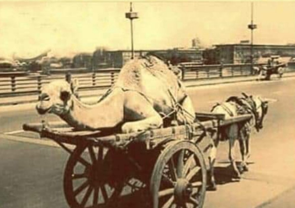 لا الحمار كرمكم الله عارف شنو
ساحب ولا الجمل عارف وين رايح
هذا حال البلد بين الحكومه ومجلس الامه اثنينهم مو عارفين يديرون البلد