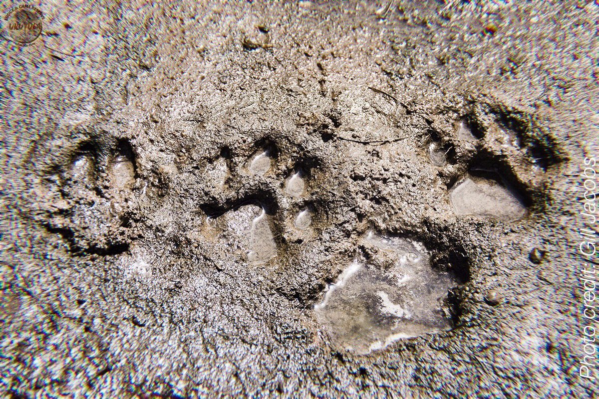 UkutulaLodge's tweet photo. Lion or cheetah? Adult or cub? Do you know the answer? 
For more info about us and to book your stay, please visit: https://t.co/oW8CCUTQDt 
#UkutulaLodge #savebigcats, #responsibletourism, #wildlifeconservation #BigCatConservation #UCC #Ukutula #Conservation #Biobank #Travel https://t.co/7u8URPYpEG