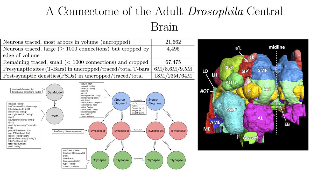 Eric Topol (@erictopol) on Twitter photo It took both remarkable human and artificial intelligence to construct the most detailed map of a #brain to date
biorxiv.org/content/10.110… a herculean effort! <a href="/HHMIJanelia/">HHMI | Janelia</a> <a href="/GoogleAI/">Google AI</a>
<a href="/stardazed0/">Viren Jain</a> <a href="/michalj/">Michał Januszewski</a> <a href="/stephenplaza/">Stephen Plaza</a> <a href="/janeliaflyem/">Janelia Fly EM</a>
economist.com/science-and-te… <a href="/TheEconomist/">The Economist</a> It took both remarkable human and artificial intelligence to construct the most detailed map of a #brain to date
biorxiv.org/content/10.110… a herculean effort! <a href="/HHMIJanelia/">HHMI | Janelia</a> <a href="/GoogleAI/">Google AI</a>
<a href="/stardazed0/">Viren Jain</a> <a href="/michalj/">Michał Januszewski</a> <a href="/stephenplaza/">Stephen Plaza</a> <a href="/janeliaflyem/">Janelia Fly EM</a>
economist.com/science-and-te… <a href="/TheEconomist/">The Economist</a>