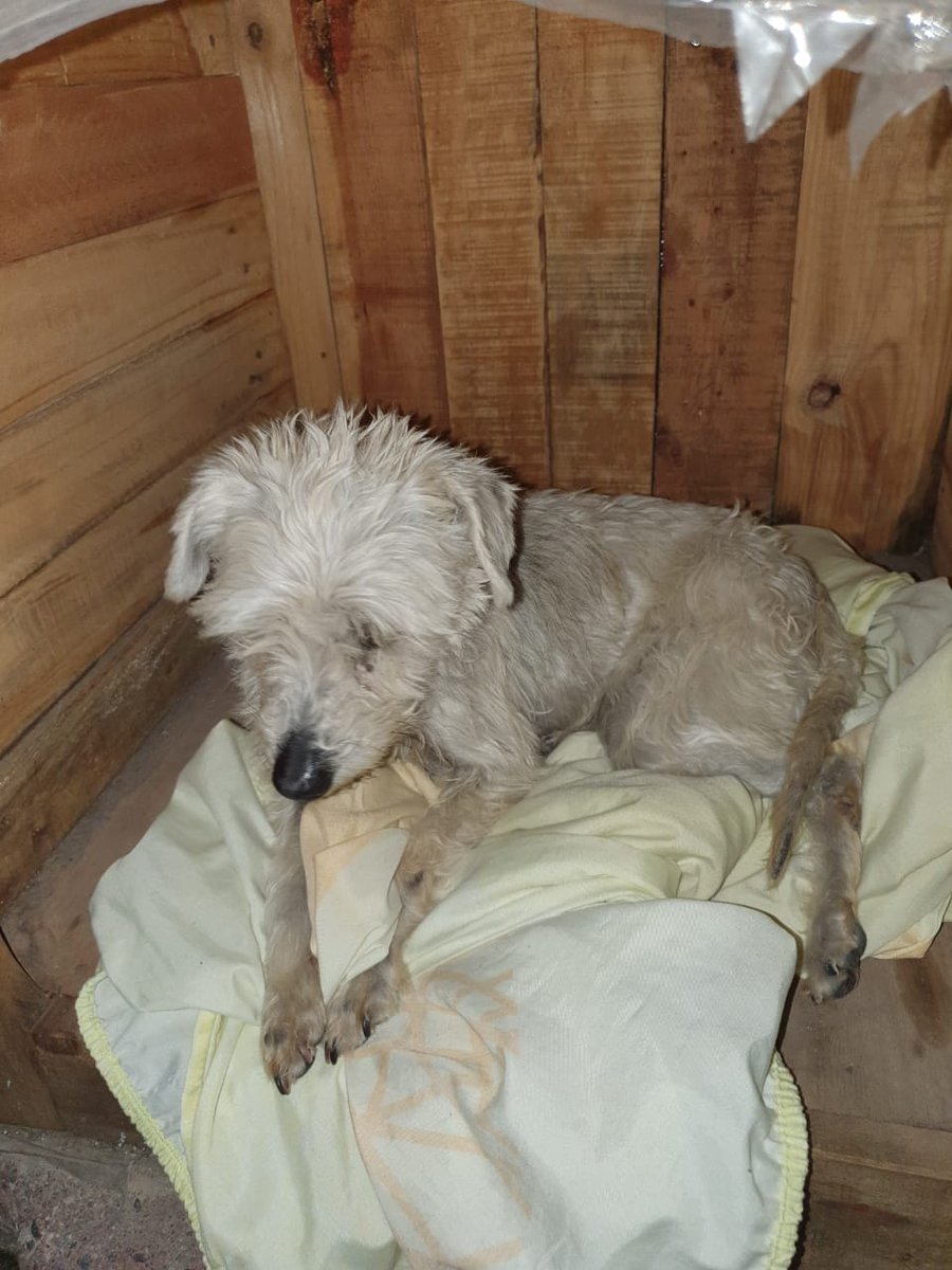 Ruben Palher tweet media