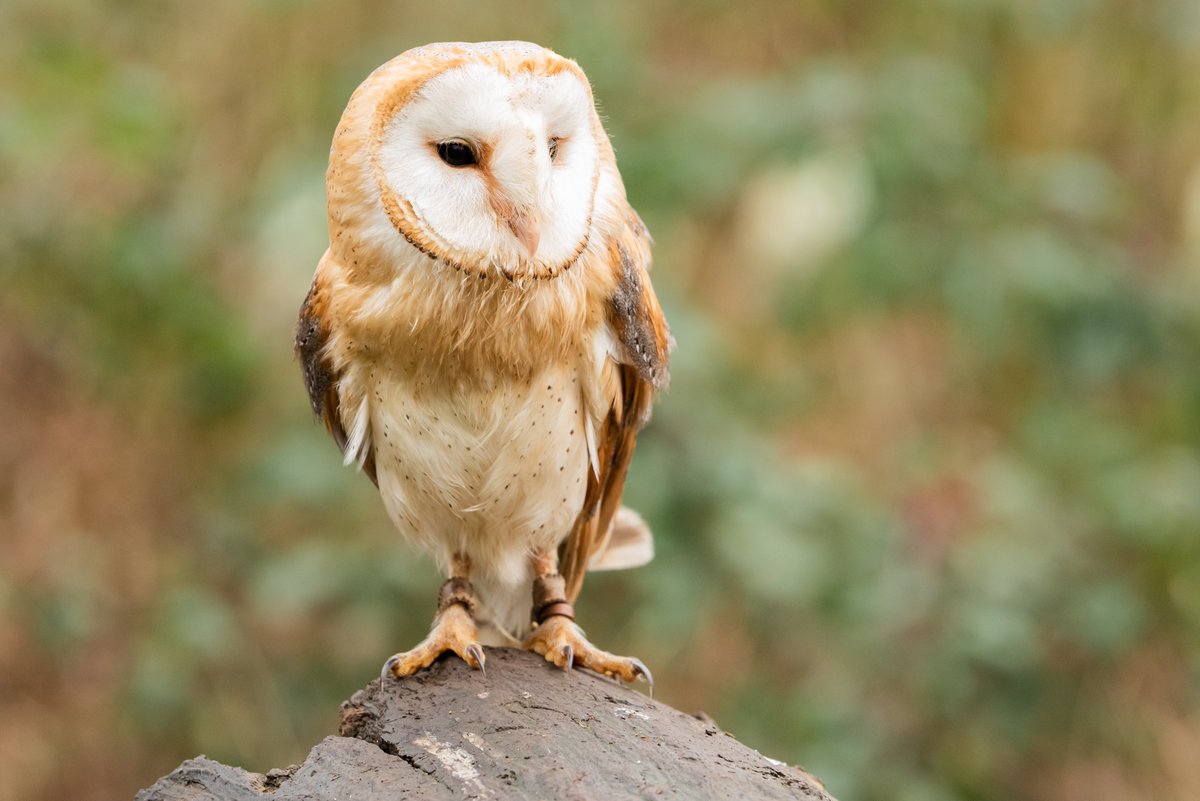 Twilight the Barn Owl in  Stanley Park @BlackpoolParks today
