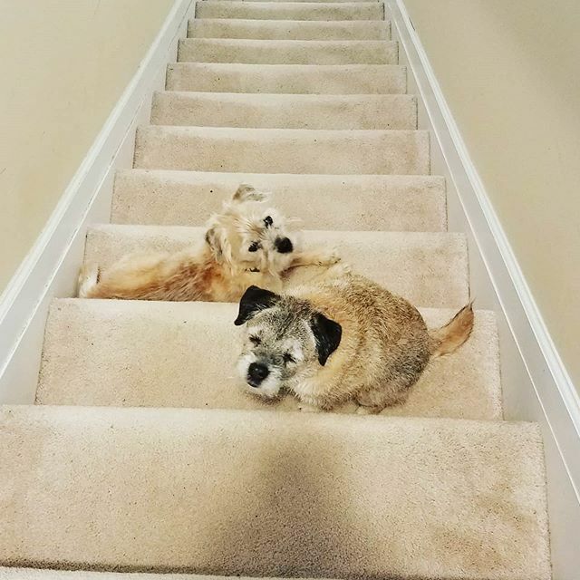 MeganWargula's tweet photo. These two! They wait on the stairs when they want to come join me in the office. ππππΆπΆπππ
.
.
.
#btposse #borderterriersofinstagram #borderterriersofig #borderterriers #Dogsofinstagram #dogstagram #dogsofig #scruffydog #terriersofinsta #terrierso⦠https://t.co/VaM6kpULs3 https://t.co/pz01XKqf2f