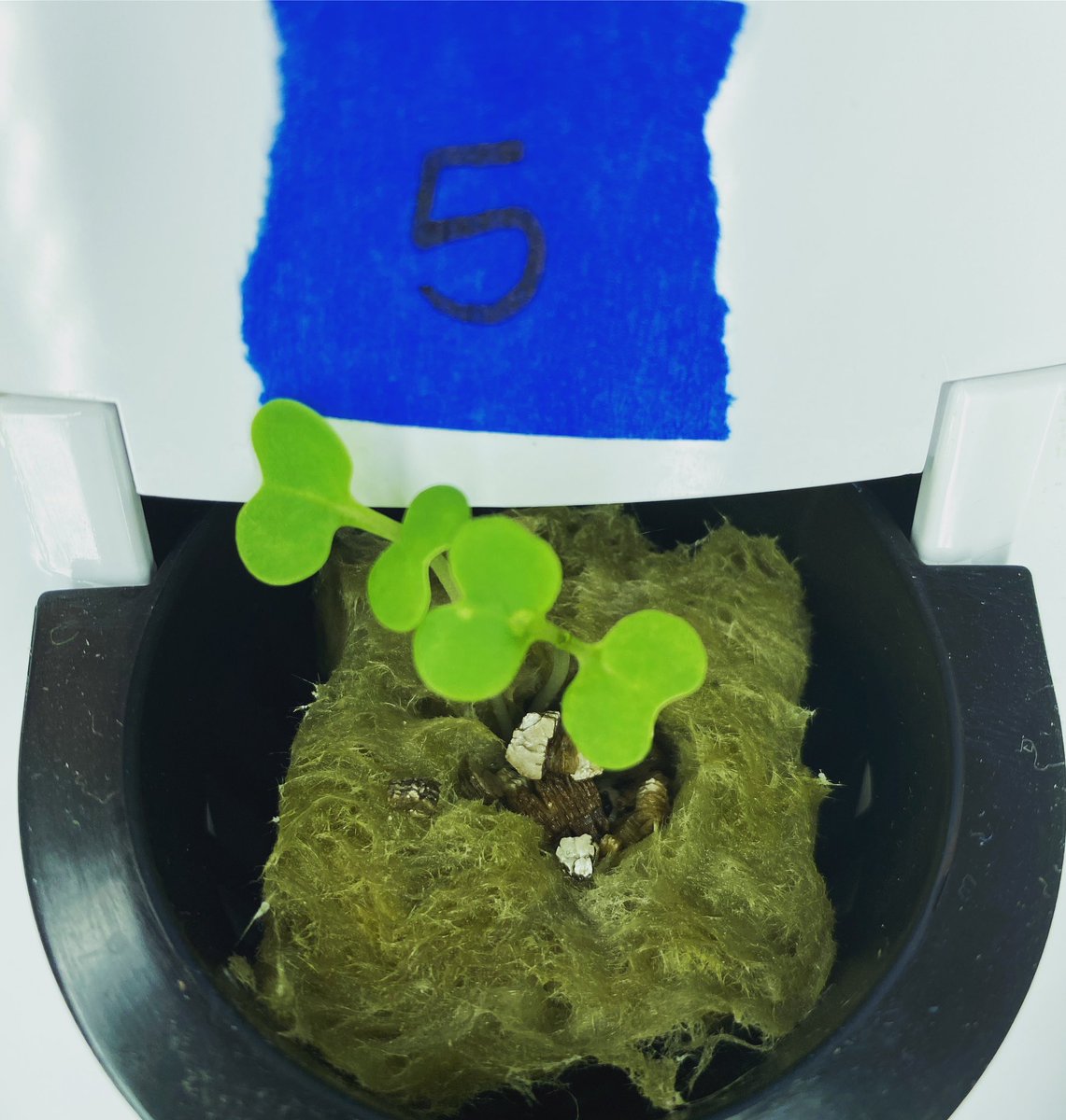 MrsGrenter's tweet image. Spring has sprung in Rm 407!One of Watney’s biggest challenges in #TheMartian was growing food in Martian soil. So, #8Blue is learning how to grow plants in inhospitable places w/o soil. This is Mission Bubble Squad’s seedling starting to pop up! #PBL #schoolgarden @GHMSBuckskins