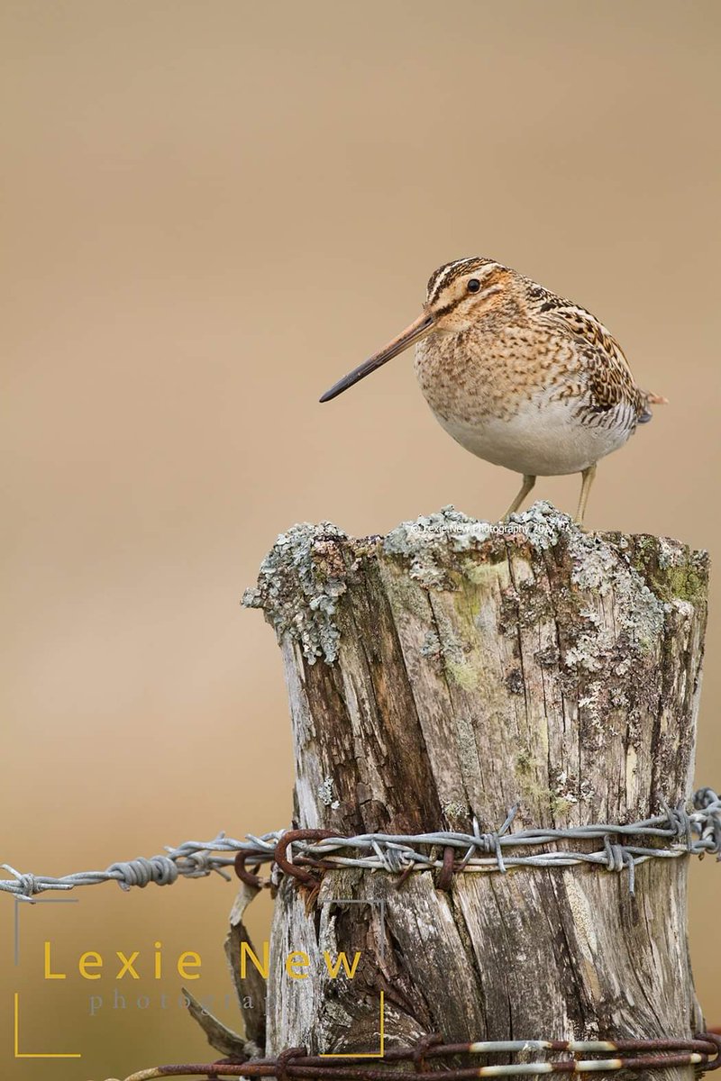 LexieNewPhoto's tweet photo. I've spent a large part of the winter inside avoiding the rain but working hard on admin! Here's a #Throwback to a shot from a few years ago, one of my favourite images of a snipe. Taken in the Outer Hebrides in Scotland. https://t.co/G8BhFjVH18