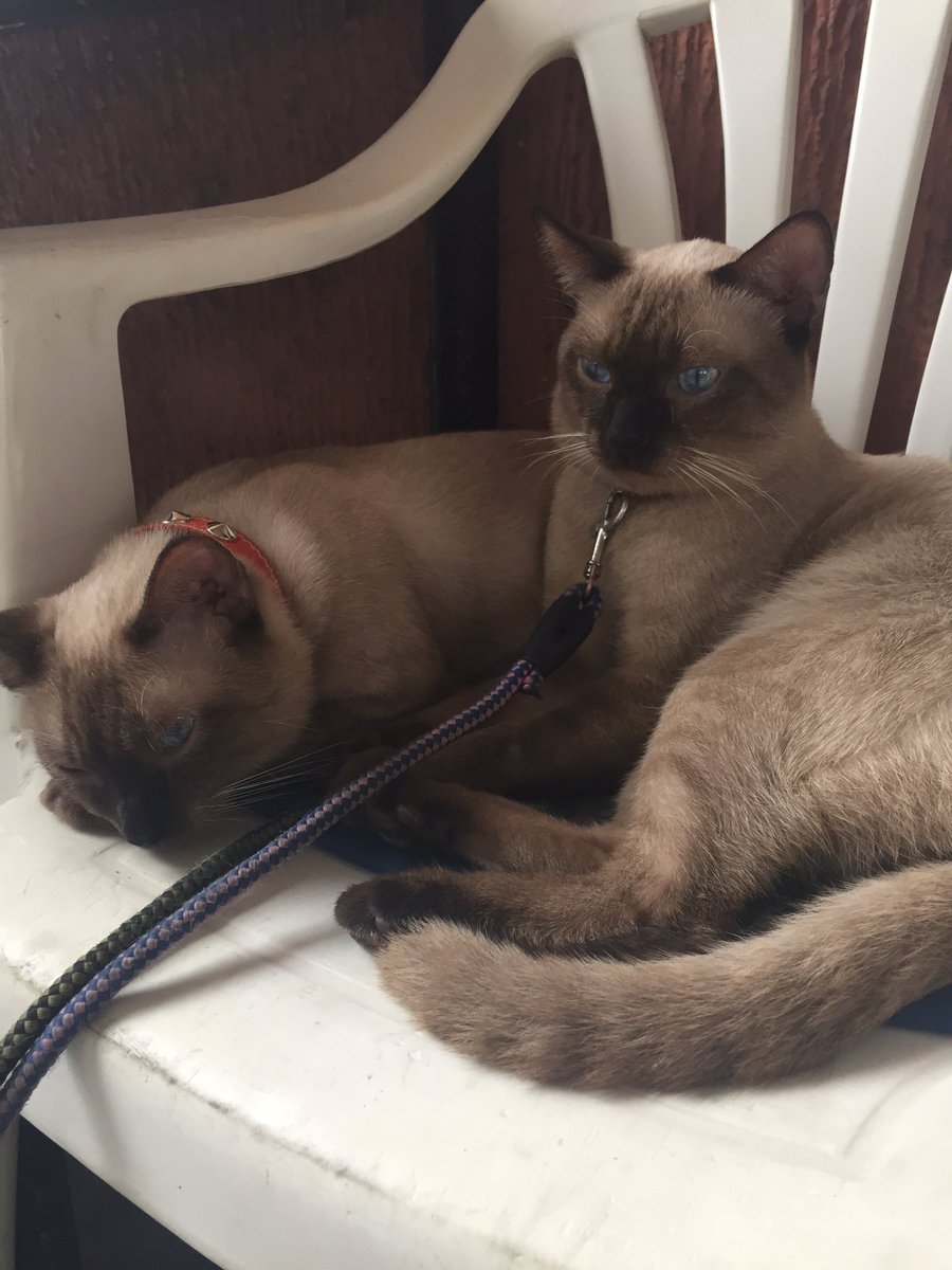 pasugnod43's tweet photo. #2020photo #CuteCats https://t.co/QQaKtWEsDn