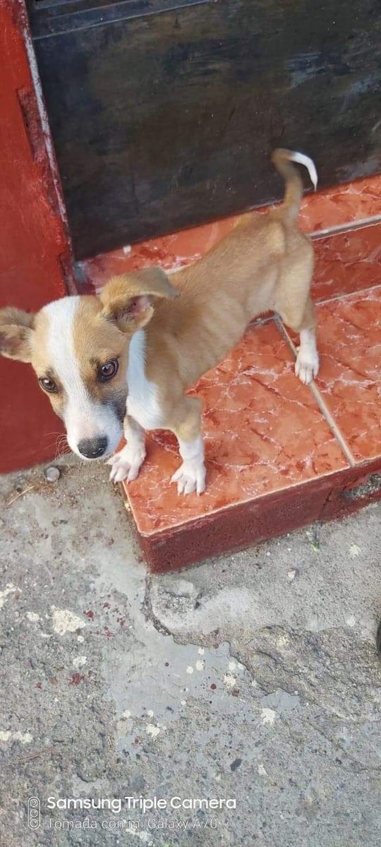 #SERVICIOSOCIAL
Cachorrito de 6 meses ya sabe de sufrimiento, los vecinos no lo alimentan, esta en grave desnutrición, lo tienen como juguete de un niño, busco un hogar responsable para poder ir lo a sacar de ese infierno. Esta en San Marcos. Pueden comunicarse al 70356076