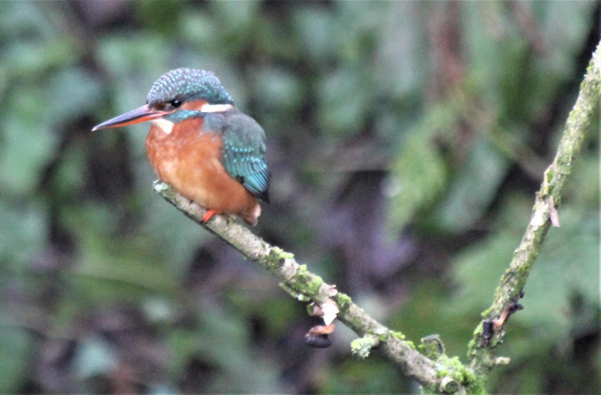 one of our shedders spent 3 years waiting for this ... location, camera and cast all in place at same time!