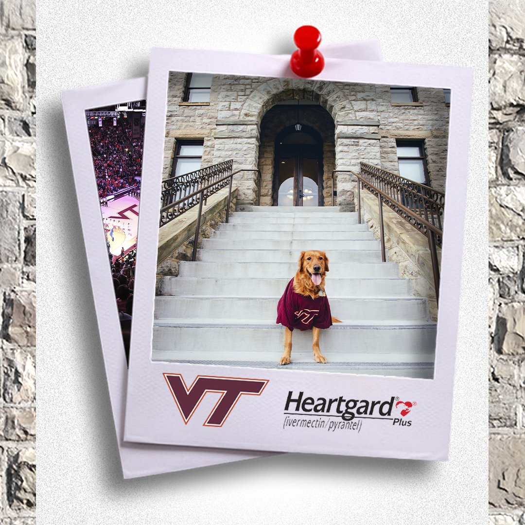 hokiesports's tweet photo. 📣 #HokieHounds is back!

Use the hashtag #HokieHounds and your favorite VT pet could be featured on the video board at the @HokiesMBB game tonight! https://t.co/DjydsQlqh4