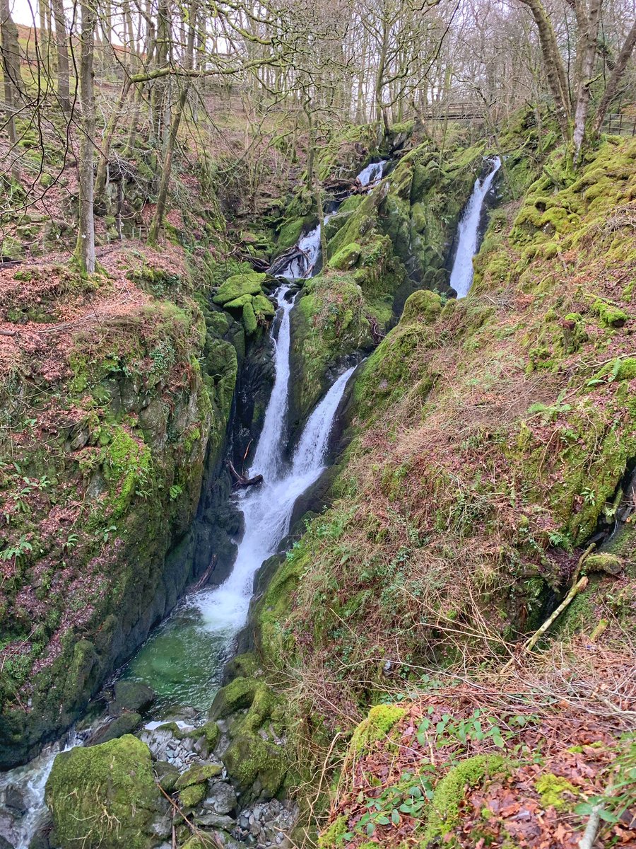 AmblesideArt's tweet photo. Stockghyll Force to myself this morning. All the daffodils pushing through. #Ambleside https://t.co/LydlaelK8W