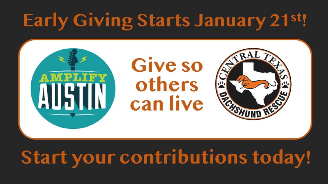 CTDR's tweet image. Early Giving opens for Amplify Austin today-you don’t have to wait until March 5-6 to donate! If you’re ready to give, go ahead and pledge your support. With your help, we can have another successful 20 years of saving dachshunds. tinyurl.com/AmplifyCTDR2020 #ctdr #amplifyctdr