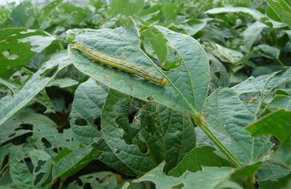 HILO - Defoliadoras en soja

Gracias a Spodoptera frugiperda en soja de 2da hoy todos tenemos presente este tema

El futuro: Terreno de Dios en lo que respecta a los insectos
Pero x las dudas vamos a dar unas pautas básicas para manejar defoliadoras y no correr la liebre de atrás