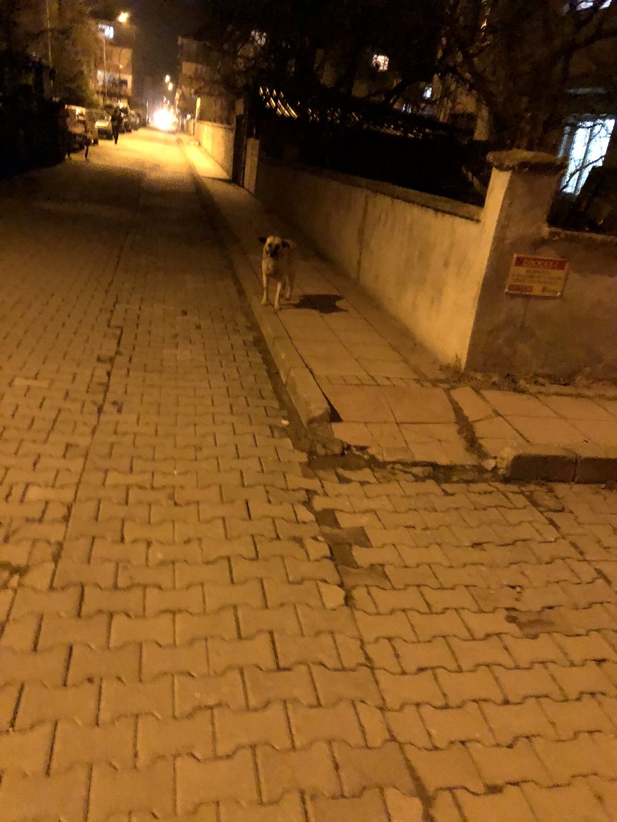 Canashaysev's tweet photo. O kadar korkaklarki hala alışamadılar beni tanımalarına rağmen 😢ama bazen belkide iyidir herkese güvenip yaklaşmazlar en azından diyorum #köpek #sokakköpekleri #sokakköpeklericandır #sokakköpeği https://t.co/DkssO4oLSB