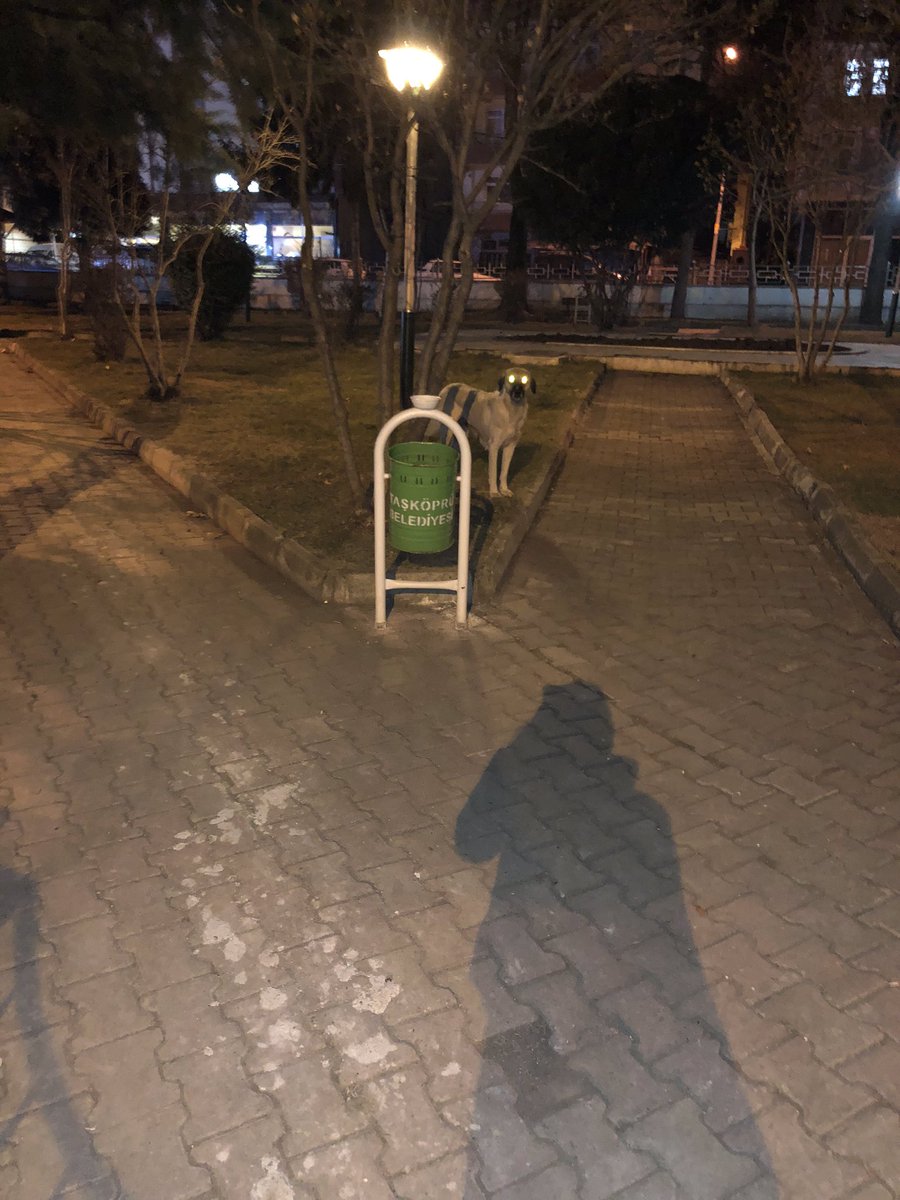Canashaysev's tweet photo. O kadar korkaklarki hala alışamadılar beni tanımalarına rağmen 😢ama bazen belkide iyidir herkese güvenip yaklaşmazlar en azından diyorum #köpek #sokakköpekleri #sokakköpeklericandır #sokakköpeği https://t.co/DkssO4oLSB