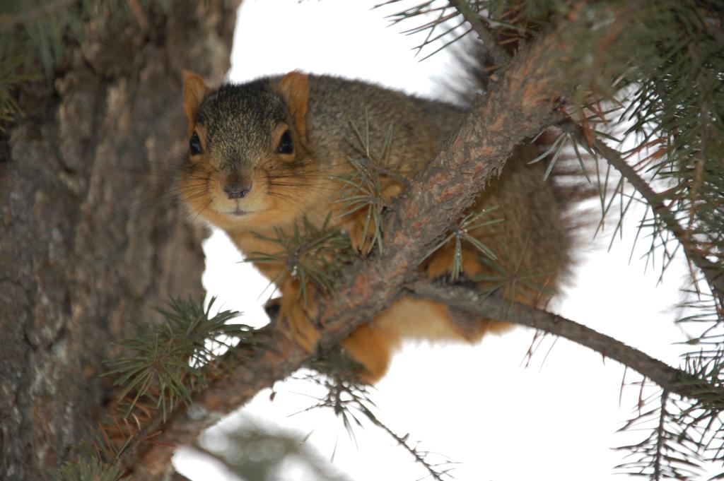 A fluffy, perfect brown squirrel perches on a small branch in a tree during winter