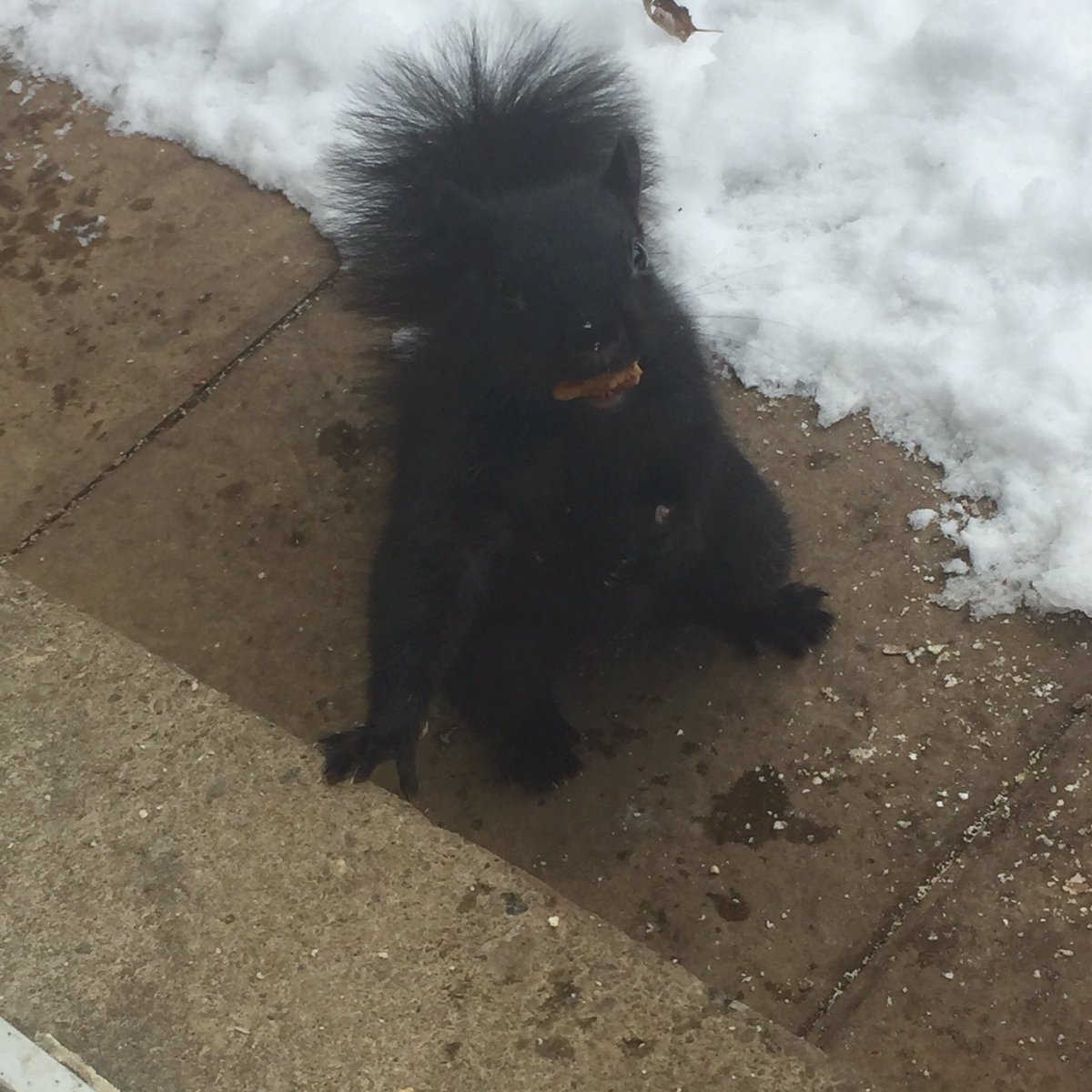 Happy #SquirrelAppreciationDay ! 

The Café is giving out free pecans in appreciation of all squirrels, reds, greys, black squirrels and albino / white squirrels. All are welcome here! 💗🐿