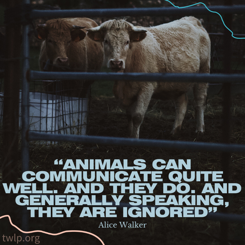twlp_org's tweet photo. We fail to listen and we fail them.

#Vegan #Veganism #Cows #AnimalRights #VeganHour #ClimateCrisis #TWLP https://t.co/oMFPrqyDQ7