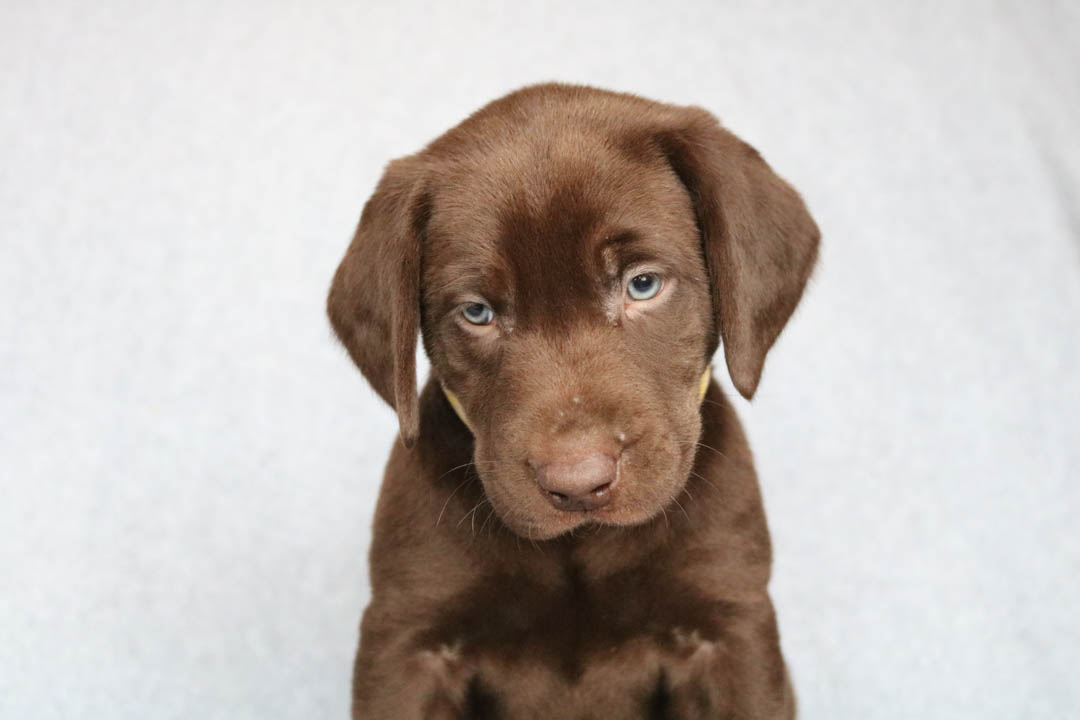 s_retrievers's tweet photo. If you're in need of English Lab Puppies services near RedBud, look no further than the superior services of Simpson's Labrador Retrievers. Call us today at 1(618) 248-4670. #EnglishLabPuppies #LocalDogBreeder #PuppyBreeder https://t.co/GqiWhm5GJM https://t.co/LAf2zeryA8