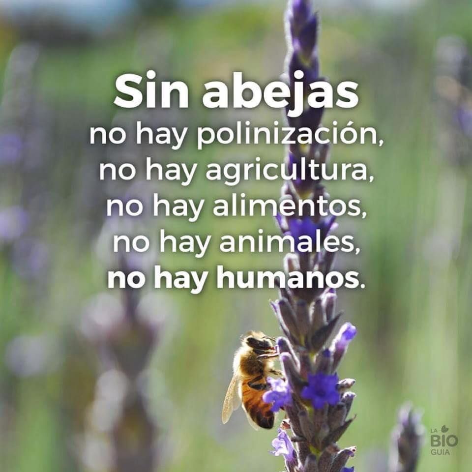 Verde_Way's tweet photo. Sin abejas se extinguiría la raza humana
Lo dijo Einstein en su momento
Lo sabías? https://t.co/b5YIkqyWXp