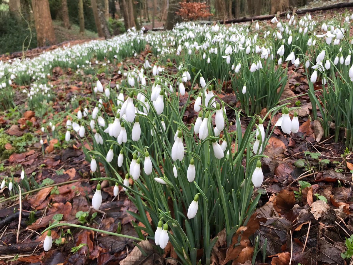Heathercowper's tweet photo. Looking for snowdrops this weekend? Visit the Painswick @RococoGarden where they are in full flower - it's a wonderful #Cotswolds garden to visit at any time of year!
@CotswoldsInfo #loveinthecotswolds (AD) https://t.co/IfSbTlijnQ