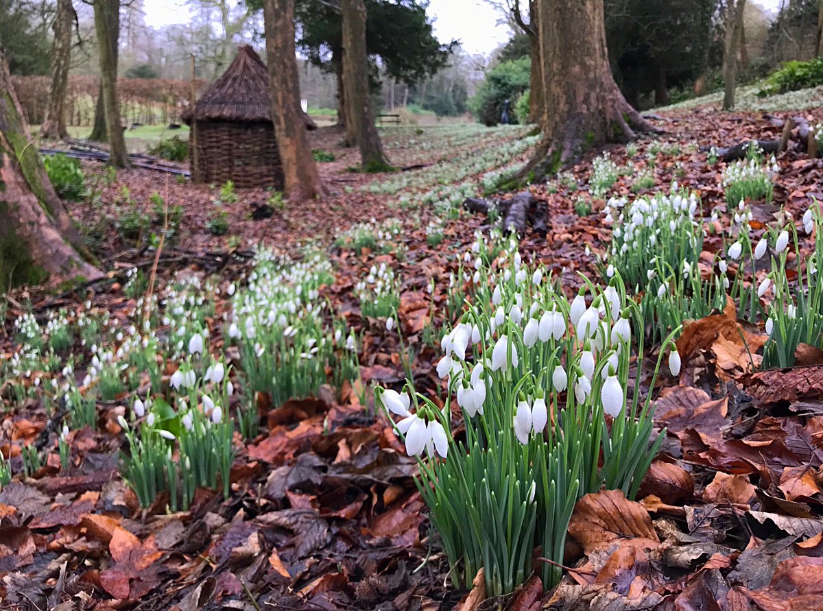 Heathercowper's tweet photo. Looking for snowdrops this weekend? Visit the Painswick @RococoGarden where they are in full flower - it's a wonderful #Cotswolds garden to visit at any time of year!
@CotswoldsInfo #loveinthecotswolds (AD) https://t.co/IfSbTlijnQ