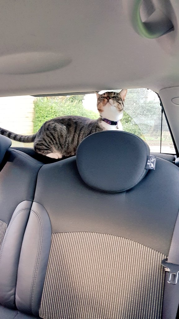 AmannyMo's tweet photo. Best thing to happen to me last week... π i mean you literally couldn't make this sh** up π€£
Park at hairdressers, open car door, #whiteflash close door, about to walk off... er... s'cuse me!
Who let the #cat out who, who, who???
#CatsOfTwitter #cats #catsruleok #randomcat https://t.co/m0P2fAN4Bj