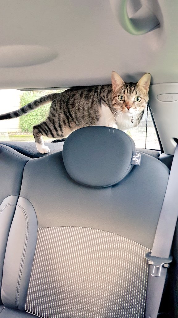 AmannyMo's tweet photo. Best thing to happen to me last week... π i mean you literally couldn't make this sh** up π€£
Park at hairdressers, open car door, #whiteflash close door, about to walk off... er... s'cuse me!
Who let the #cat out who, who, who???
#CatsOfTwitter #cats #catsruleok #randomcat https://t.co/m0P2fAN4Bj