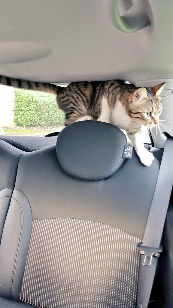 AmannyMo's tweet photo. Best thing to happen to me last week... π i mean you literally couldn't make this sh** up π€£
Park at hairdressers, open car door, #whiteflash close door, about to walk off... er... s'cuse me!
Who let the #cat out who, who, who???
#CatsOfTwitter #cats #catsruleok #randomcat https://t.co/m0P2fAN4Bj