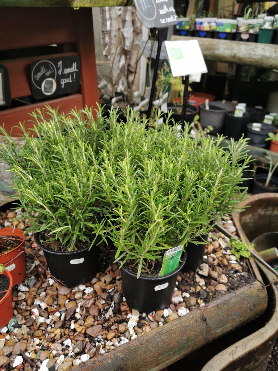 KitchenGardenKH's tweet photo. Shop from our early Spring collection. Available now.

#spring #gardening #plant2020 https://t.co/7RjX2j9MRo