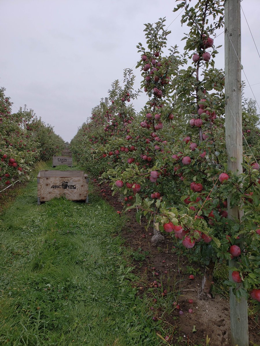 WAFamilyFarms's tweet photo. We may be biased, but it’s hard to find a more beautiful view 😍 🍎
•
•
#apple #apples #appleseason #appleorchard #washingtonfamilyfarms #appleking #agriculture https://t.co/oHbXJsfK3j
