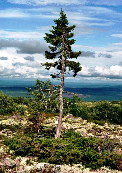 Nereide's tweet image. 1/

"Old Tjikko" is a 9,550 year-old Norway #Spruce, located in Sweden.

Originally considered as the "world's oldest tree", it is a #clonal #tree that has regenerated new trunks, branches and roots over millennia rather than an individual tree of great age. 

Via @japanAmi2015