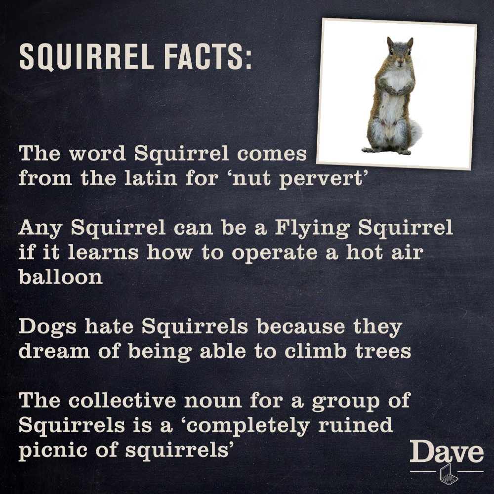 do dogs hate squirrels
