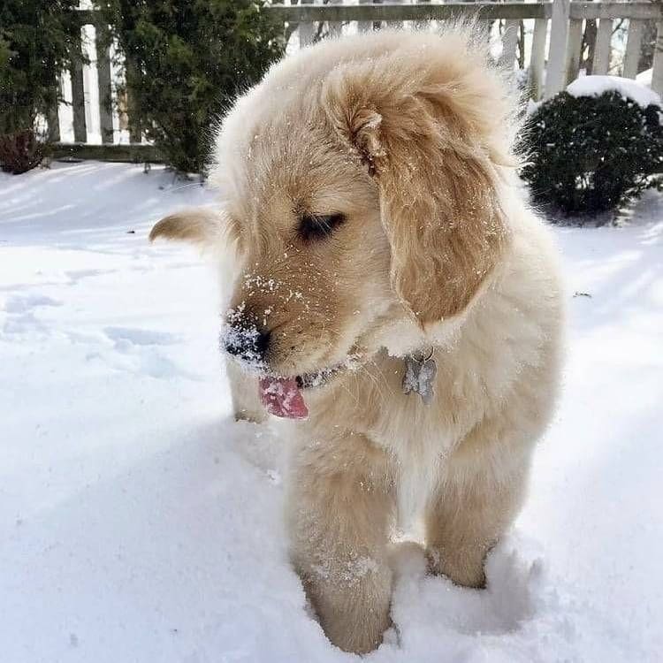 my_waggles's tweet photo. Golden Retrievers and the ❄️! Wouldn't trade anything else for this sight ❤️ #waggles https://t.co/aRxsD0YsEo