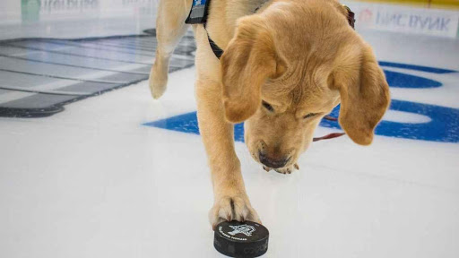 DuoDogsInc's tweet photo. Did you hear? #Barclay & the @StLouisBlues are the honorary chairs for #AFetchingAffair, our annual gala. Mark your calendars for March 7, 2020. Registration link coming soon 🐾
#duodogs #duochampions https://t.co/vg60eXWX8I