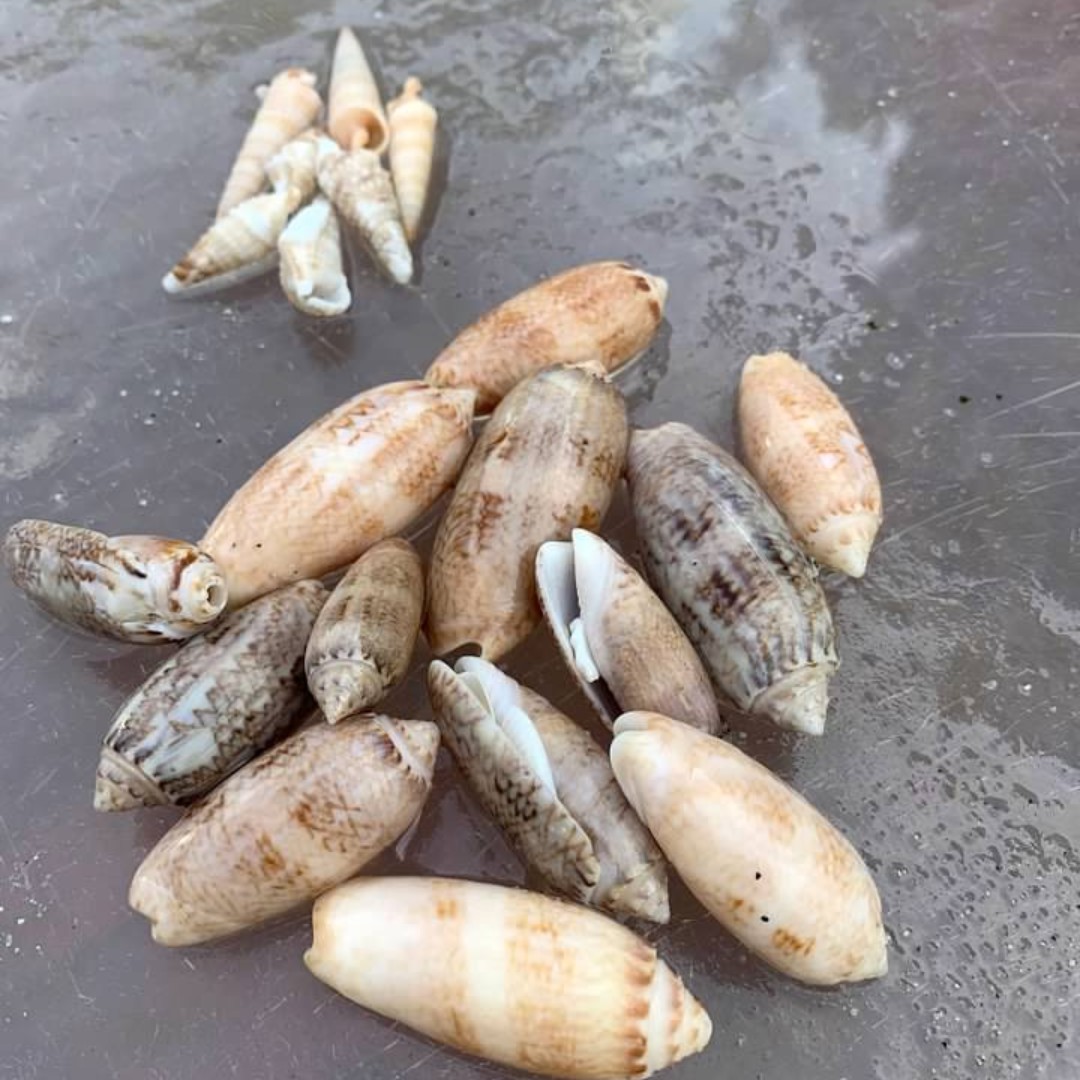 OurCaptivaLLC's tweet photo. Today's finds! #shesellsseashells #OurCaptiva #seashells #beachtreasure #CaptivaIsland https://t.co/G8nbYTlvqf