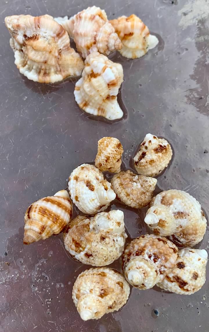 OurCaptivaLLC's tweet photo. Today's finds! #shesellsseashells #OurCaptiva #seashells #beachtreasure #CaptivaIsland https://t.co/G8nbYTlvqf