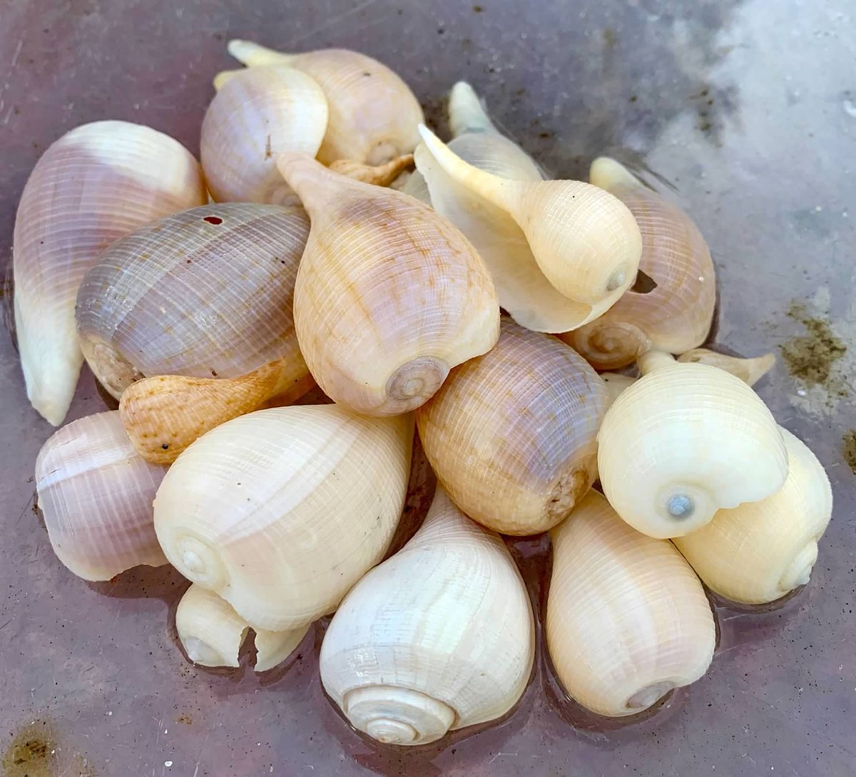OurCaptivaLLC's tweet photo. Today's finds! #shesellsseashells #OurCaptiva #seashells #beachtreasure #CaptivaIsland https://t.co/G8nbYTlvqf