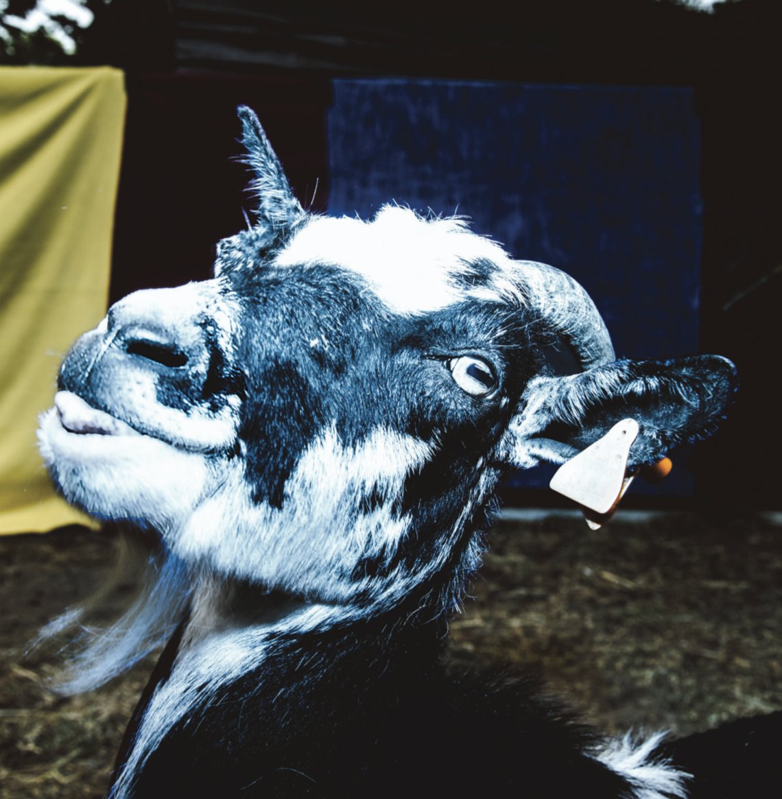 UPDATE: our <a href="/BilboRecords/">Bilbo Records</a> #release #showcase on Thursday will take place at De Reynaert instead of Café Commerce (due to unforeseen circumstances). Hope to see you there! 

facebook.com/events/6356529…