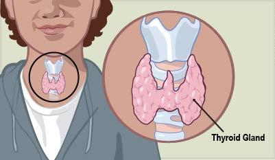 An illustration of the thyroid gland
