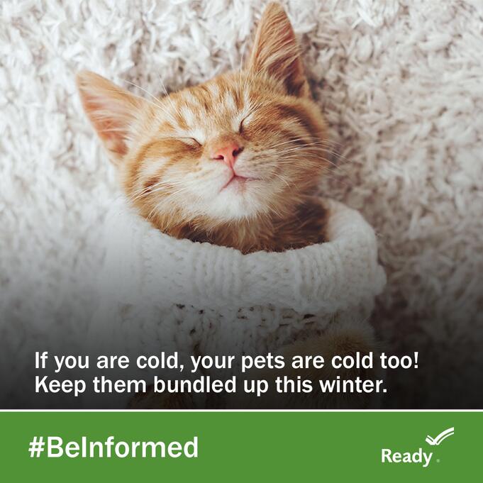GeorgiaEMAHS's tweet photo. Bundle up your pets when the temperatures drop! It'll keep them warm and it's also very, very cute. https://t.co/sWlIKR0ozo