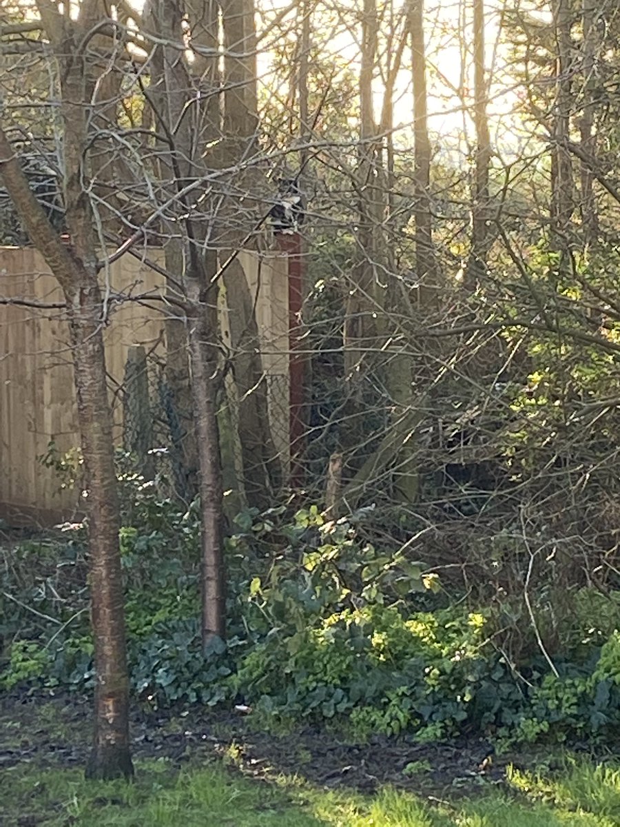 Mi casa está vigilada. Estoy nervioso. No se si esperar esta noche al bebé del elegido o si me va a atacar una orda de gatos cuando salga a sacar la basura