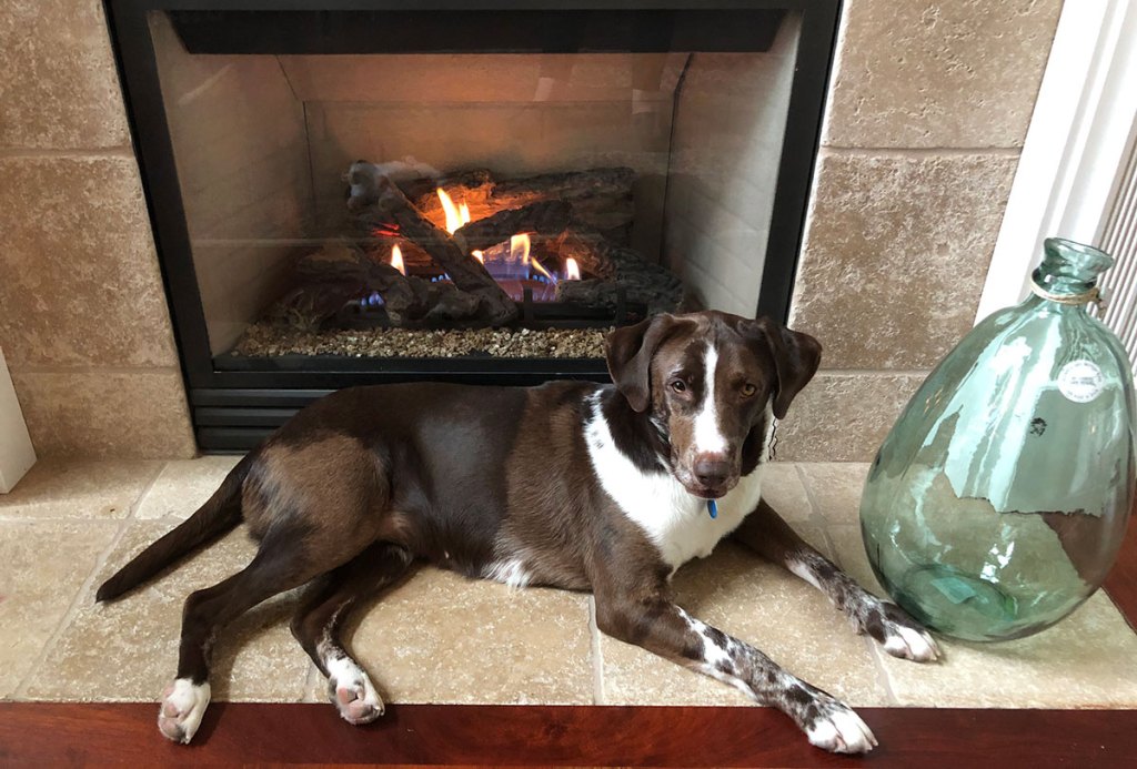 TruepennyTable's tweet photo. This Dog Needs a Sweater! https://t.co/ZAnayQ9tWI https://t.co/H0PmT48oM3