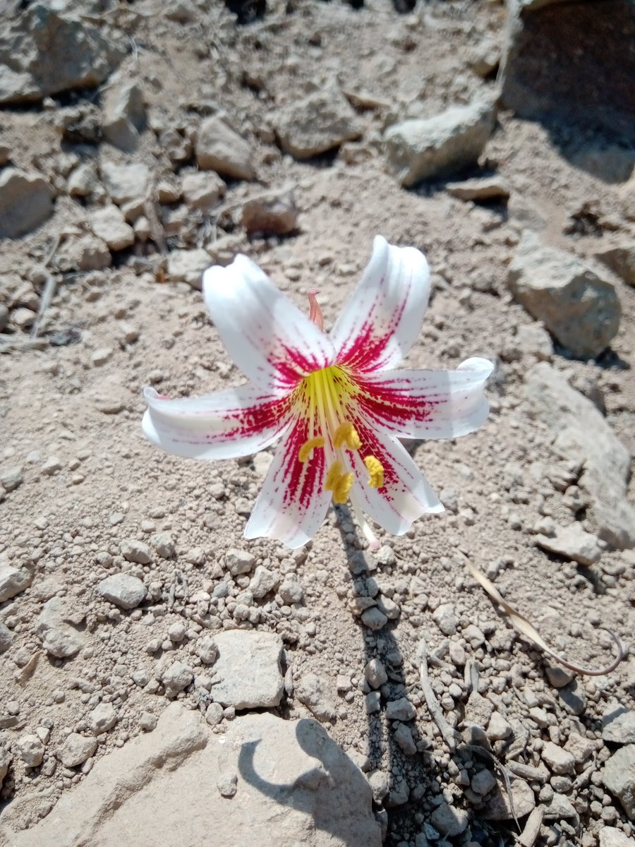 Riocolinachile tweet media