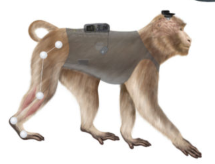 Rhesus monkey wearing a jacket, includes locations of implants to treat spinal cord injury