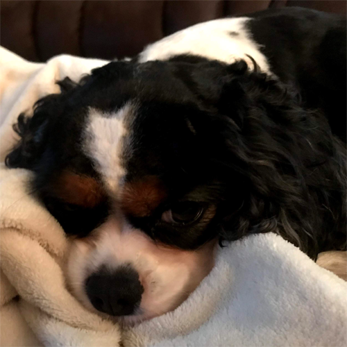 Good Morning - Kona, our Wittmann Textiles Mascot, is cuddling in our Tahoe Microfleece throw and getting warm again after a hike on the preserve.
