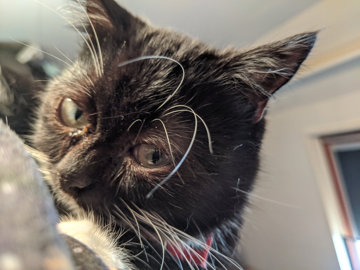 SmolHolly's tweet photo. 21/01/2020
So many expressions 🙀😻😼😾😸 https://t.co/TY7II3tUvh