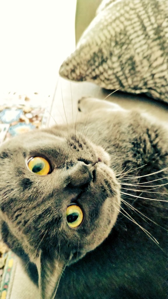 Scott Andrew Collyer tweet media