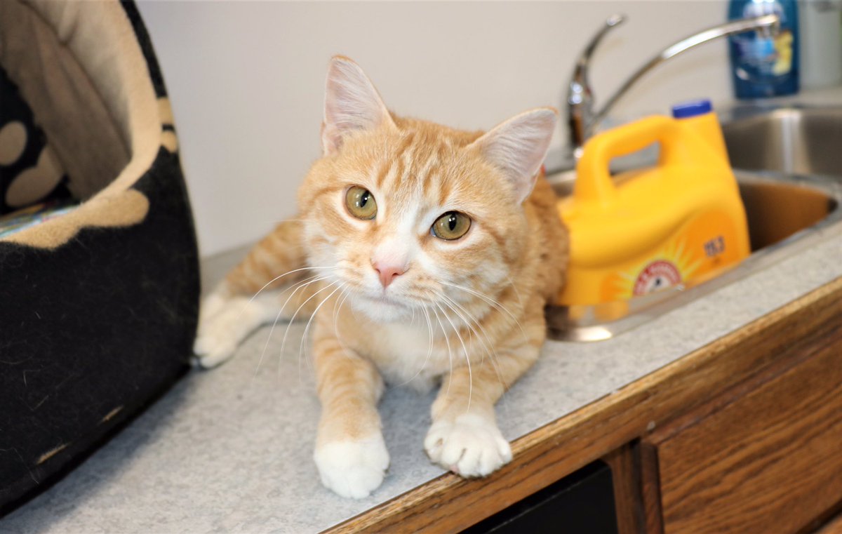 hfournier's tweet photo. Even though the cold snap has passed, who wouldn’t want a little Summer to keep them warm? 

Summer is a lovely ginger and is happy to help heat up any lap rain or shine!

Thinking of adopting? Contact us at sheltermanager@wildrosehumane.ca.

#petadoption #foster #cat  #dog https://t.co/wOJ6Vq1R0T