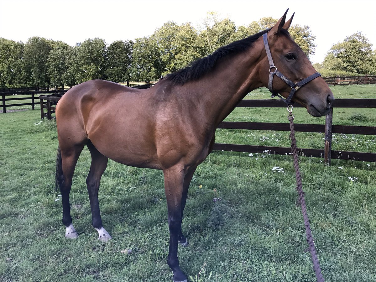 SherwoodRacing's tweet photo. After careful consideration and discussion Papagana’s owner @DominicBurke17 has decided to retire her to stud.

In he career she won two listed hurdles and was also placed in Grade 1 and Grade 2 races, she was never unplaced over obstacles. #joytotrain https://t.co/YduIKs26tC