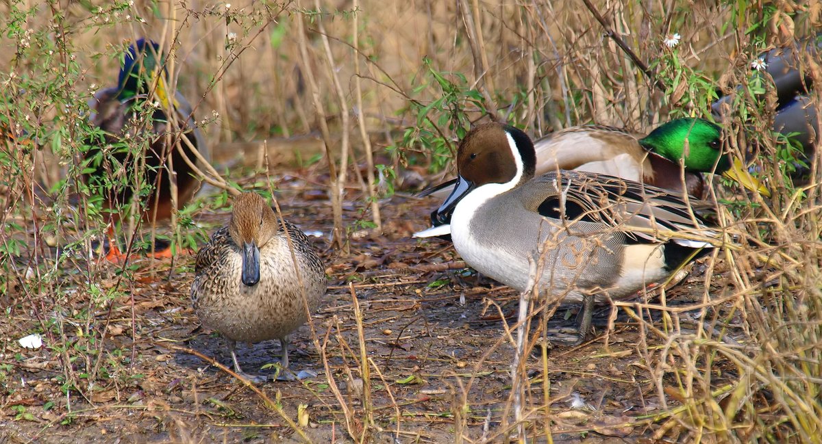kala61857's tweet photo. Mr. & Mrs. Pintail In Natural Habitat
With background mallards
Northern Pintail (Anas acuta)
Mallard (Anas platyrhynchos)
https://t.co/0jZsxbQmdP
#WhiteRockLake #mallards #NorthernPintails #ducks #wildlifephotography #NaturePhotography #birdphotography #naturephoto #birds #Duck https://t.co/aGBbo9ZBDD